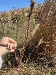 Amaranthus
