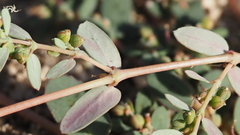Euphorbia abramsiana