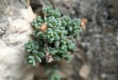 Sedum dasyphyllum