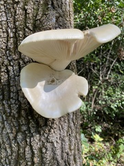 Hypsizygus