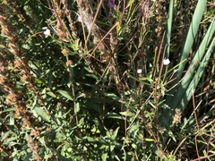 Epilobium tetragonum