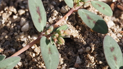 Euphorbia abramsiana