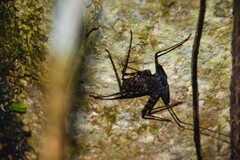 Amblypygi