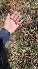 Amaranthus fimbriatus