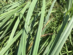 Carex acuta