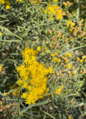 Agapostemon sericeus