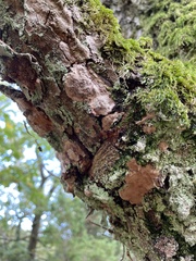 Haploporus tuberculosus