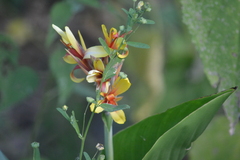 Canna indica