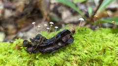 Strobilurus conigenoides