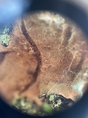 Haploporus tuberculosus