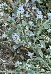 Heliotropium hirsutissimum