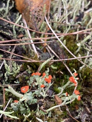 Cladonia gracilis