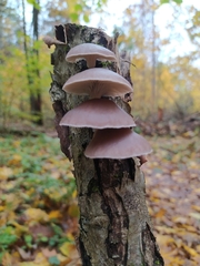 Pleurotus ostreatus