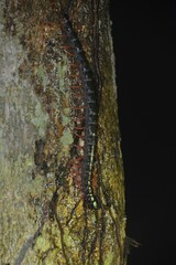 Scolopendra subspinipes