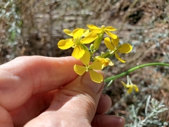 Erysimum capitatum