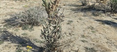 Cylindropuntia ramosissima
