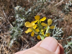 Erysimum capitatum