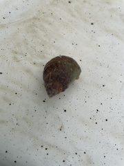 Neogastropoda