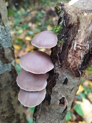 Pleurotus ostreatus