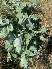 Brassica