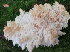 Hericium alpestre