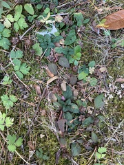 Ajuga reptans