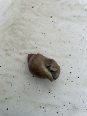 Neogastropoda