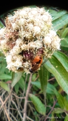 Eristalis bogotensis