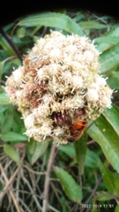 Eristalis bogotensis