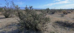 Cylindropuntia ramosissima