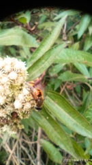 Eristalis bogotensis
