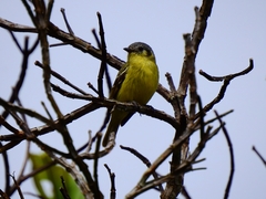 Phyllomyias cinereiceps