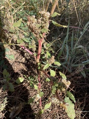 Amaranthus retroflexus