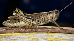 Melanoplus differentialis