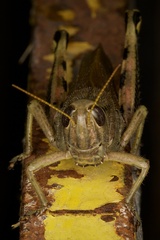 Melanoplus differentialis