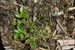 Galium trifidum