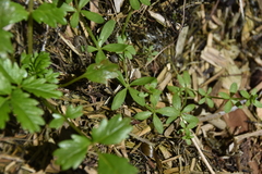 Galium trifidum