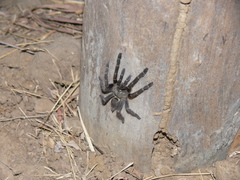 Pterinochilus murinus