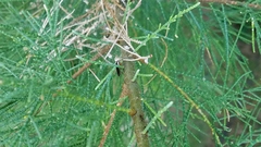 Homalodisca insolita