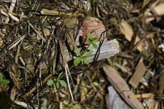 Galium trifidum