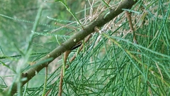 Homalodisca insolita