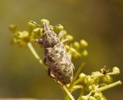 Cyphocleonus dealbatus