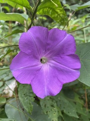 Ipomoea silvicola