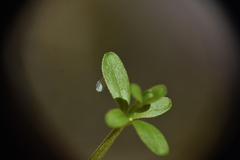 Galium trifidum