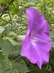 Ipomoea silvicola