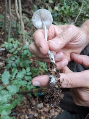 Mycena polygramma