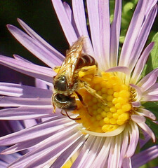 Halictus ligatus