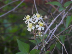 Clematis montevidensis