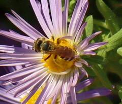 Halictus ligatus