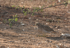 Burhinus capensis